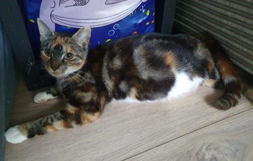 Lost Female Cat last seen Alexandre palace park, Muswell Hill, England N10 3ST