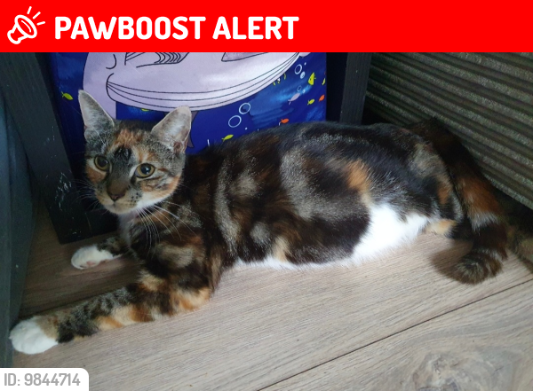 Lost Female Cat last seen Alexandre palace park, Muswell Hill, England N10 3ST