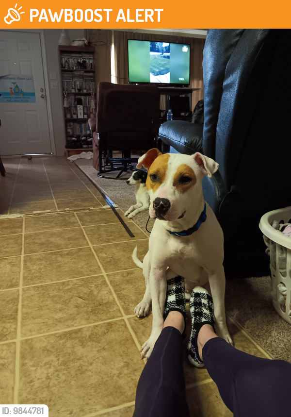 Escambia County, FL Stray Female Dog Found Near Neal and HWY 29 DG