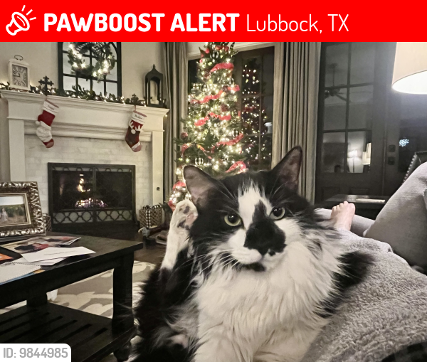 Lost Male Cat last seen The Trails 91st and Milwaukee, Lubbock, TX 79424