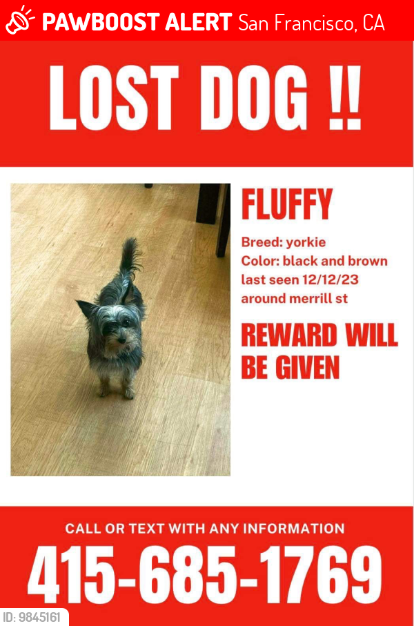 Lost Male Dog last seen portola, San Francisco, CA 94134