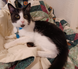 Lost Male Cat last seen Milton ave and Matlock Rd , Arlington, TX 76001
