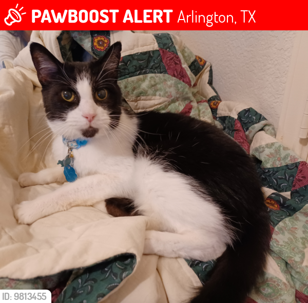 Lost Male Cat last seen Matlock Rd, Arlington, TX 76001