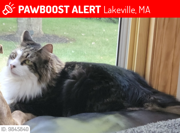 Lost Male Cat last seen Harrison ave and route 79/Rhode island road, Lakeville, MA 02347