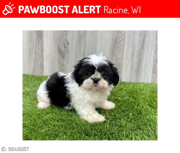 Lost Female Dog last seen Erie St and Shoreland Dr, Racine, Racine, WI 53402