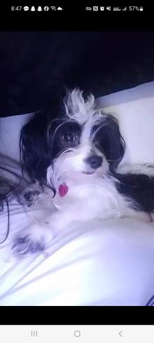 Lost Female Dog last seen 43rd st Tucson az, Tucson, AZ 85713