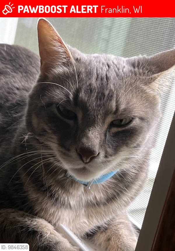 Lost Male Cat last seen Countrydale elementary , Franklin, WI 53132