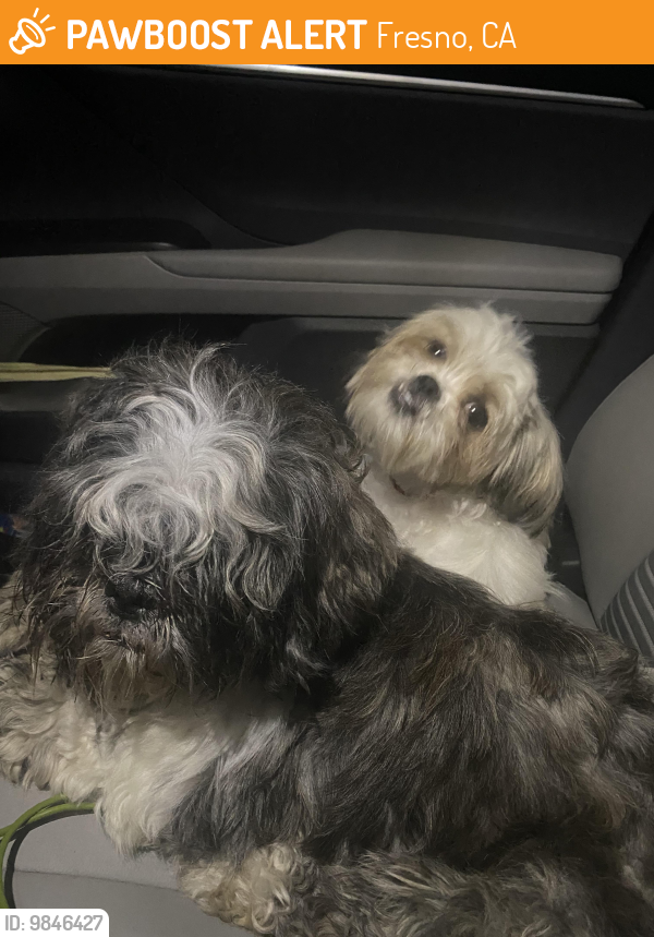 Fresno, CA Stray Dog Found Near HWY 99 and Jensen PawBoost