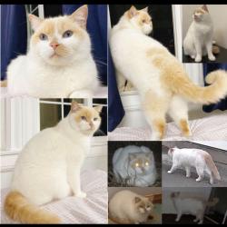 Reunited Male Cat last seen Irving St, San Francisco, CA 94122, USA, San Francisco, CA 94122