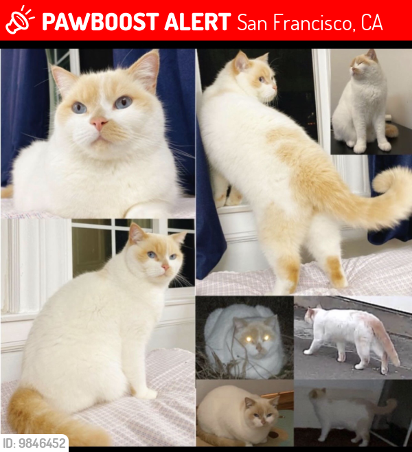 Lost Male Cat last seen 31st Ave & 32rd Ave, San Francisco, CA 94122