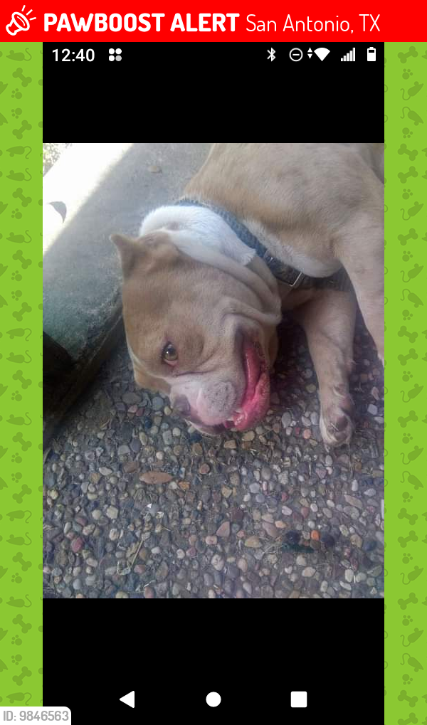 Lost Female Dog last seen Timber creek, San Antonio, TX 78227