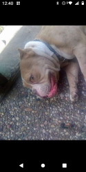 Lost Female Dog last seen Timber creek, San Antonio, TX 78227