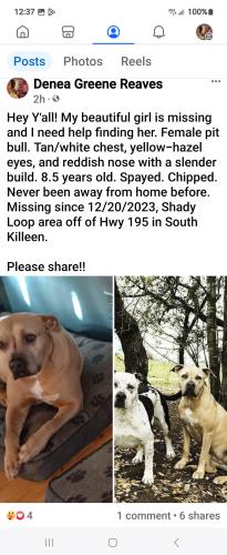 Lost Female Dog last seen Shady Loop 2 & Hwy 195 een, Killeen, TX 76549