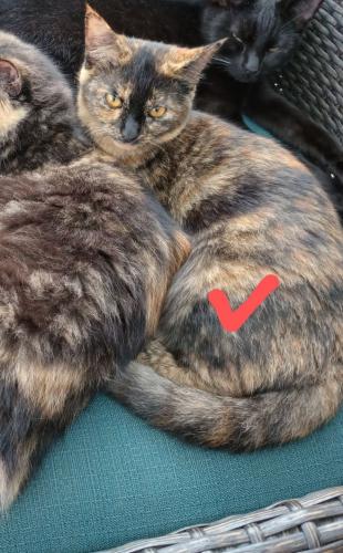Lost Female Cat last seen Near and E in Hawaiian Acres , Mountain View, HI 96771