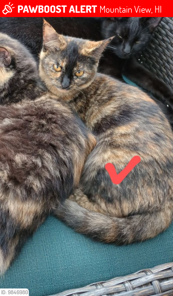 Lost Female Cat last seen Near and E in Hawaiian Acres , Mountain View, HI 96771