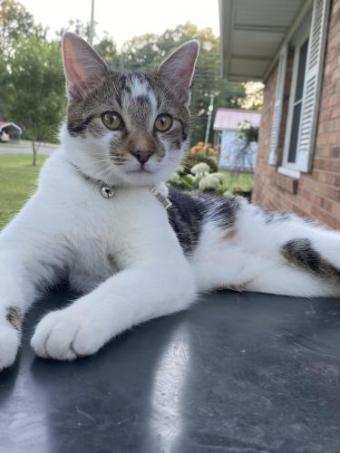 Lost Male Cat last seen 4th st and Hannover, Anderson, IN 46012