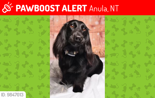 Lost Female Dog last seen Anula Northern Territory , Anula, NT 0812