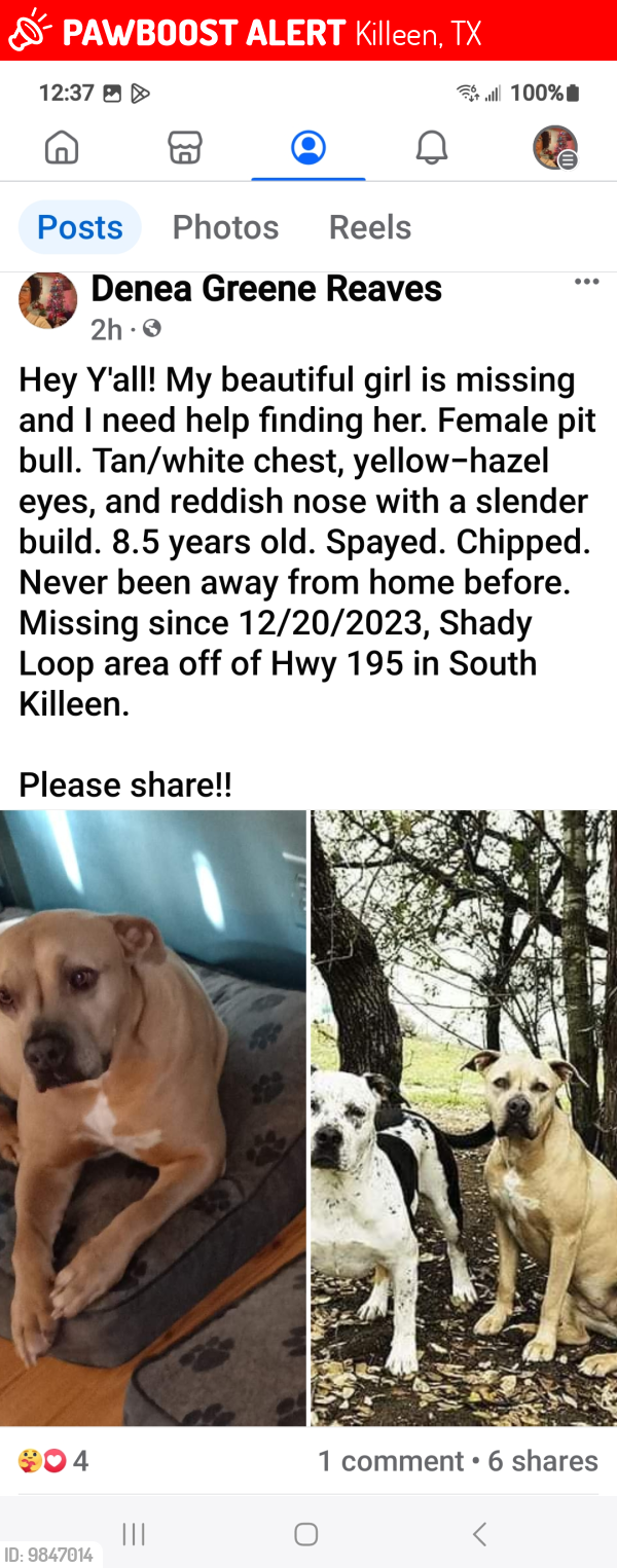 Lost Female Dog last seen CR 227 Florence, TX, Florence, TX 76527
