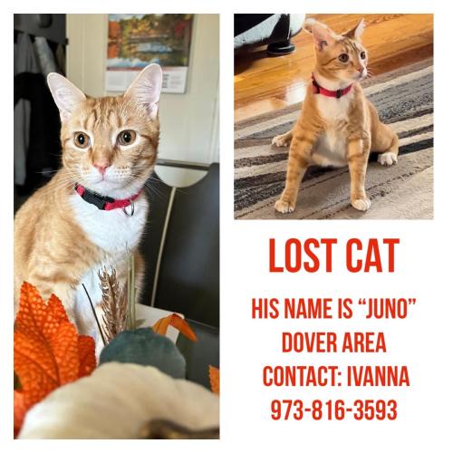 Lost Male Cat last seen Dover , Dover, NJ 07885