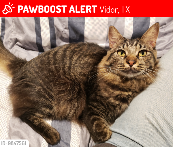 Lost Male Cat last seen The Acres Venue, Hwy 1131 and Lakeview Rd, Vidor, TX 77662