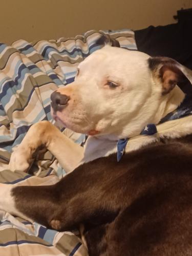 Lost Male Dog last seen Latham and Old River Road, Owen Township, IL 61101
