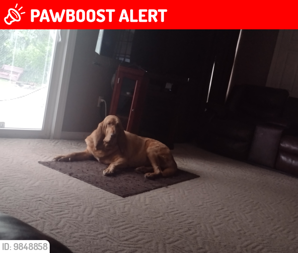 Lost Female Dog last seen Dixie hwy LaSalle Bar area, La Salle Township, MI 48145