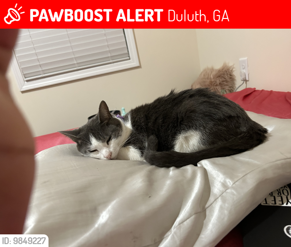 Lost Female Cat last seen Mt Tabor, Duluth, GA, Duluth, GA 30096