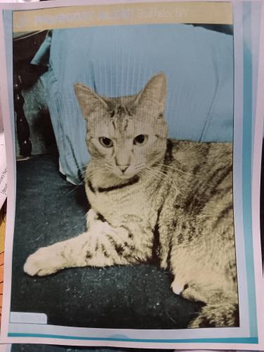 Lost Female Cat last seen Emslie st watson r st Clinton /jefferson, Buffalo, NY 14206