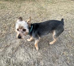 Lost Male Dog last seen White lane / Akers , Bakersfield, CA 93313