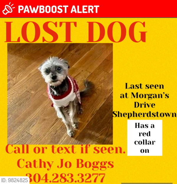 Lost Male Dog last seen Morgans Grove Park, Shepherdstown, WV 25443