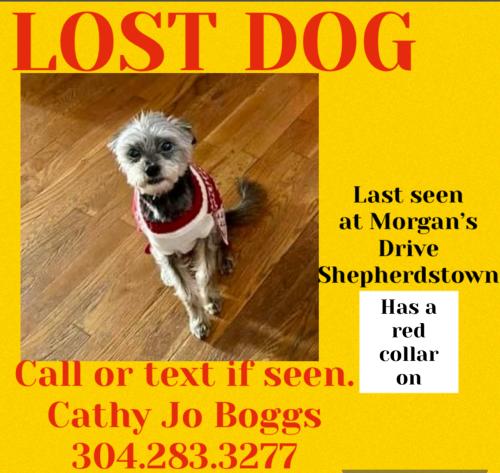 Lost Male Dog last seen Morgans Grove Park, Shepherdstown, WV 25443