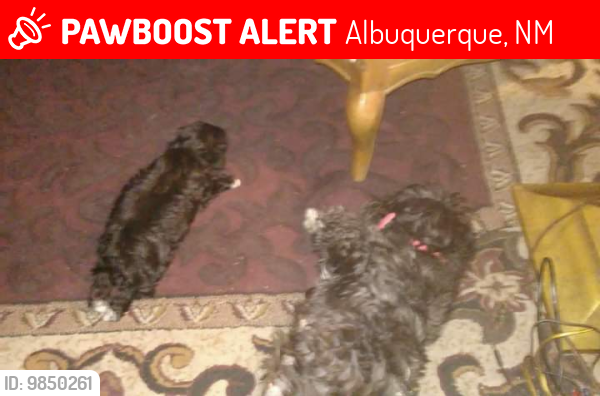 Lost Female Dog last seen COPPER & TRANWAY, Albuquerque, NM 87123