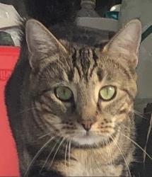 Lost Female Cat last seen Near United Blvd, Coquitlam, BC, Coquitlam, BC 