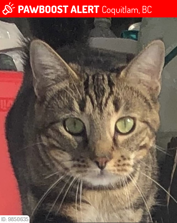 Lost Female Cat last seen Near United Blvd, Coquitlam, BC, Coquitlam, BC 