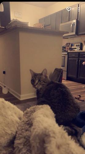 Lost Female Cat last seen Commonwealth Dr, Spring Hill, TN 37174