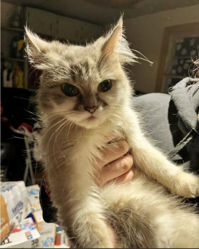 Lost Female Cat last seen Near Goose Egg Park / or (Assisi Heights) NW Rochester MN, Rochester, MN 55902