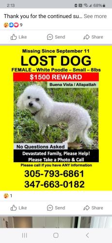 Lost Female Dog last seen Winter garden , Winter Garden, FL 34787