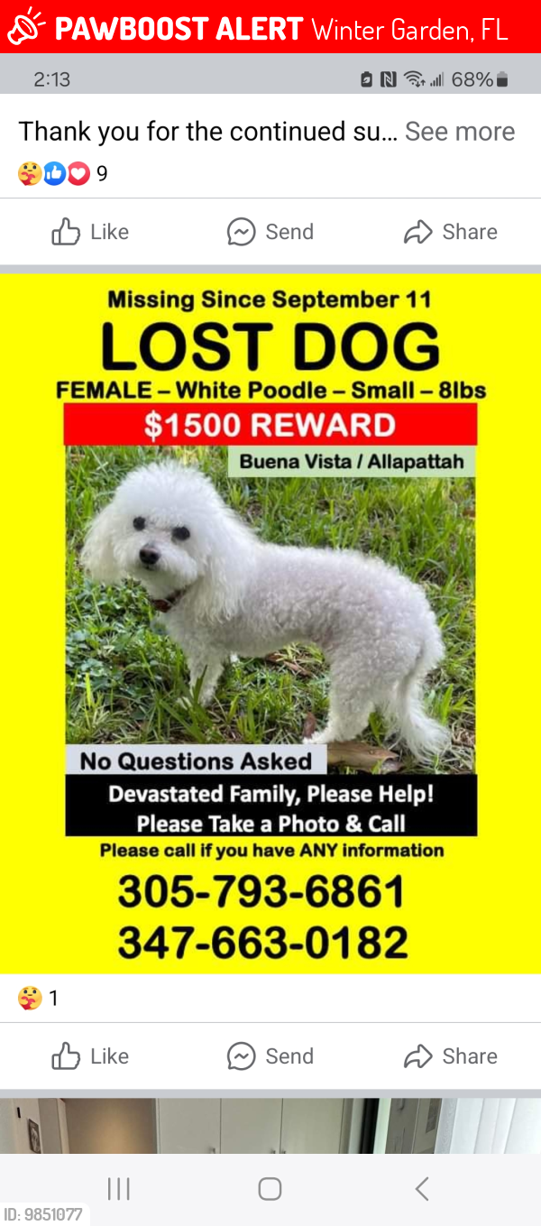 Lost Female Dog last seen Winter garden , Winter Garden, FL 34787