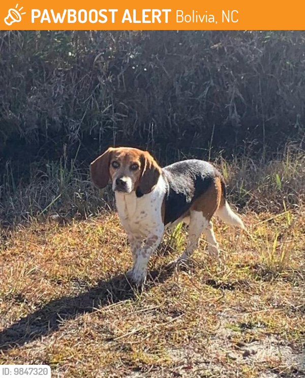 Bolivia, NC Stray Male Dog Found Near Between Sunset Harbor Rd. and Midway Rd. PawBoost