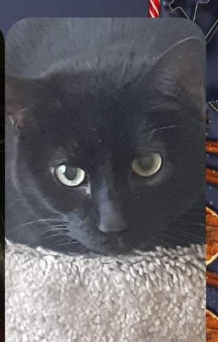 Lost Female Cat last seen Academy and Wyoming , Albuquerque, NM 87109