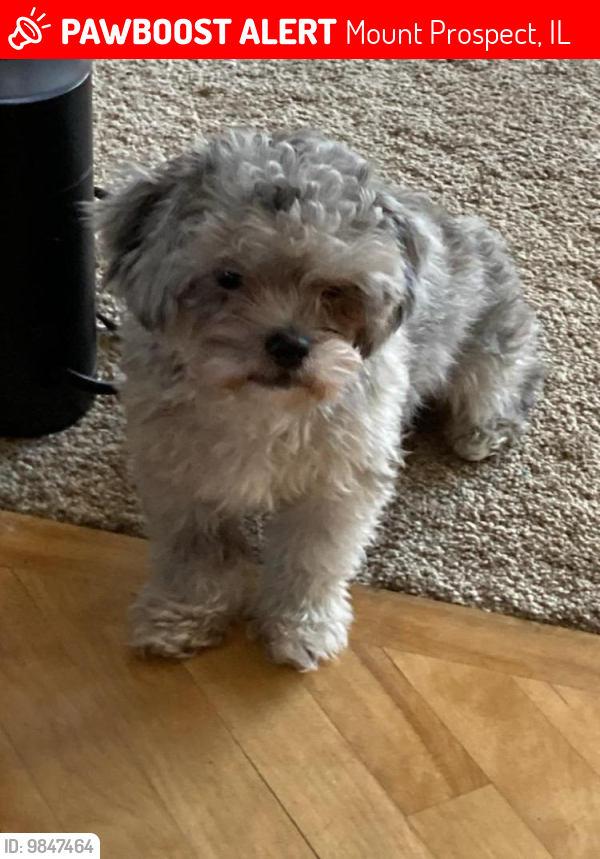 Lost Male Dog last seen Golf road and busse highway MtPropect,Il, Mount Prospect, IL 60056