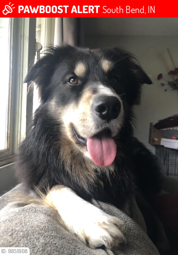 Lost Male Dog last seen Ireland and Ironwood, South Bend, IN 46614