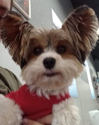 Lost Male Dog last seen Ne 2nd and Ave G, Andrews, TX 79714