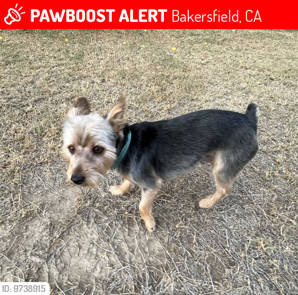 Lost Male Dog last seen White lane / Akers , Bakersfield, CA 93313