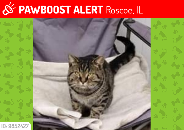 Lost Male Cat last seen McCurry Rd, Roscoe, IL 61073