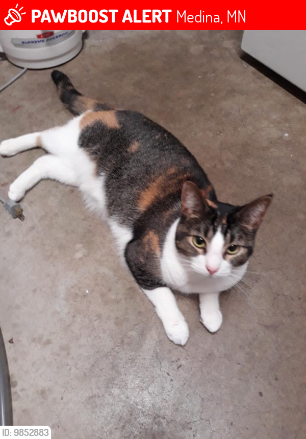 Lost Female Cat last seen Morningside Rd and Willow Drive, Medina, Medina, MN 55356