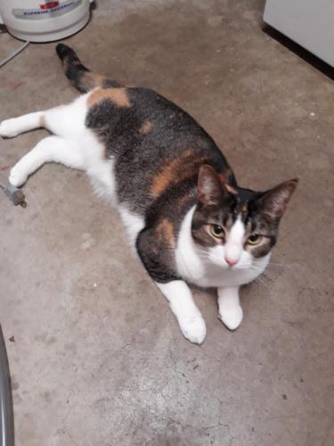Lost Female Cat last seen Morningside Rd and Willow Drive, Medina, Medina, MN 55356