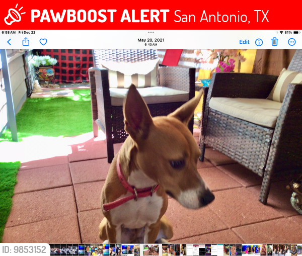 Lost Female Dog last seen South Flores and Compton Ave, San Antonio, TX 78214
