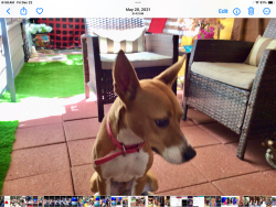 Lost Female Dog last seen South Flores and Compton Ave, San Antonio, TX 78214