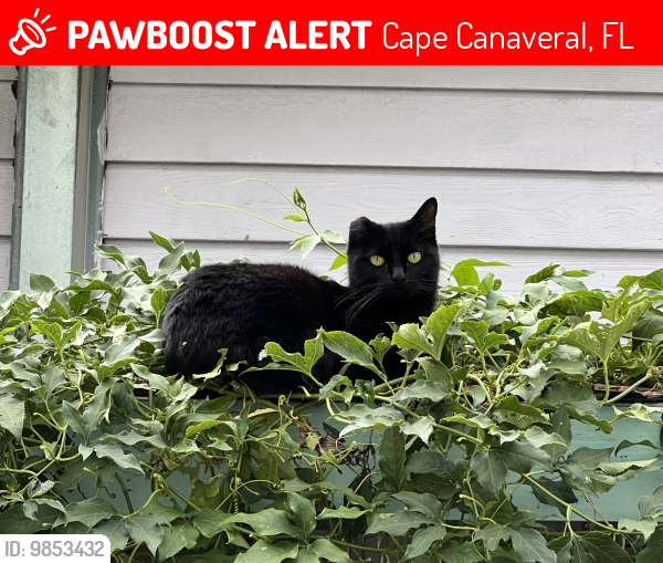 Lost Female Cat last seen Near Fillmore Ave, Cape Canaveral , Cape Canaveral, FL 32920